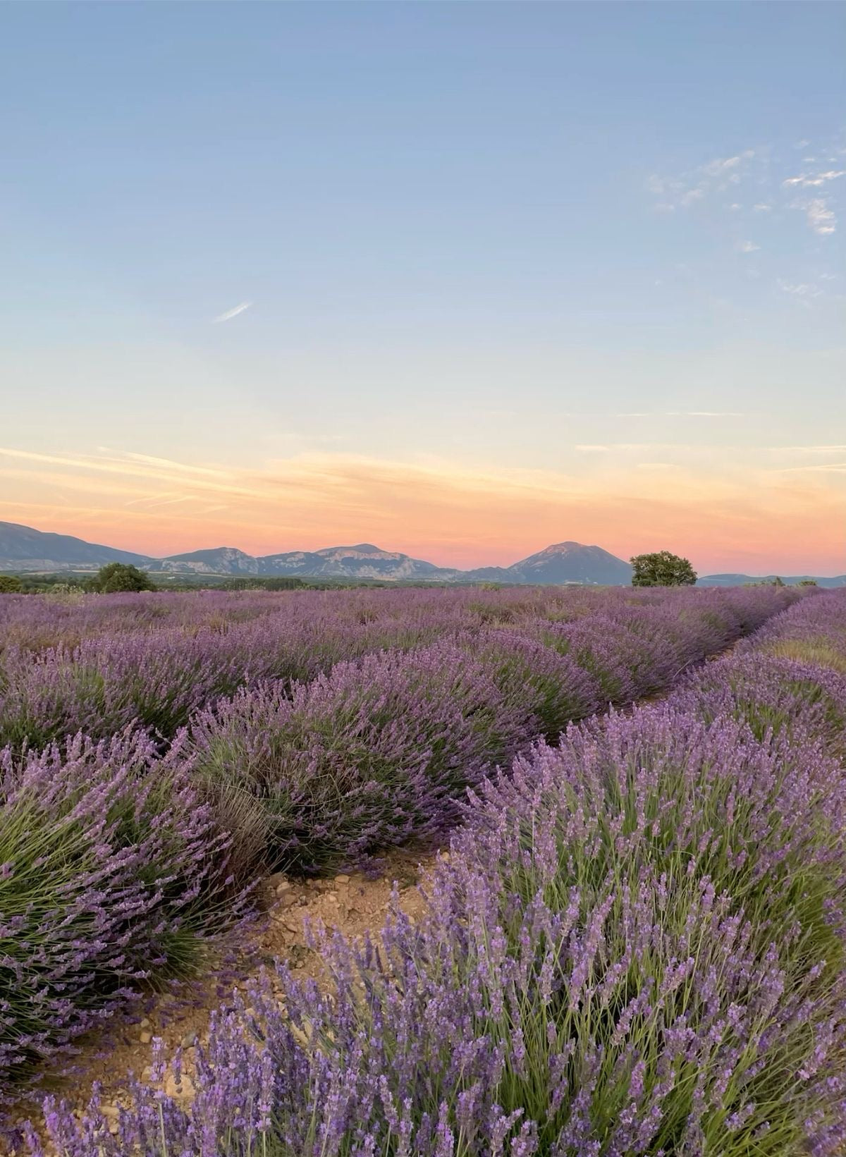 Provence capsule